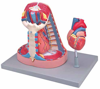 Mediastinum